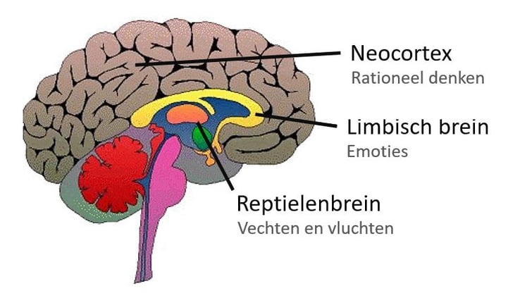 Drie hersendelen-1